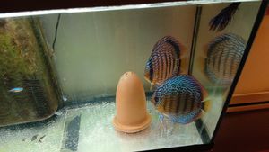 Filter FLUVAL FX-6 externý 1 ks Fotografia od zákazníka č. 1