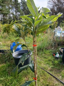 Eriobotrya japonica 'Tanaka', endrino japonés, altura 80 cm, maceta de 5 litros Foto del cliente 3