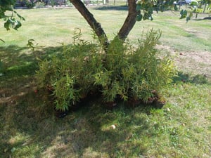Fargesia robusta 'Campbell' pot C1 - 1 liter - Hoge heggenbamboe - Zebra-bamboe Klantenfoto 1