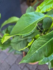 Bergamotte Pflanze 70–100 cm Citrus Bergamia Fantastico Echte Zitruspflanze Duftpflanze für Tee & Aromatherapie Kunden-Foto 5