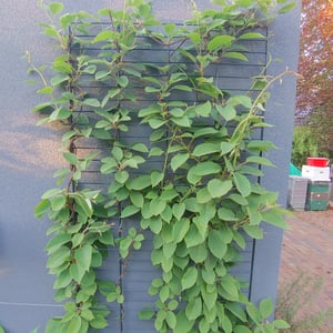 Kiwi Jenny - Actinidia chinensis 'Jenny' - Auto-fertile/auto-fécondable Photo du client 1