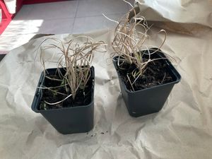 Set Frosthartes Amerikanisches Pampasgras Cortaderia Ziergras 2x rosa 2x weiß Kunden-Foto 1