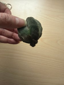 Astrophytum myriostigma, noto anche come "chapeau d'évêque", in vaso da 5,5 cm Foto del cliente 1