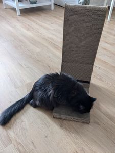 PURLOV 22008 Eck-Kratzbaum für Katzen Kunden-Foto 1