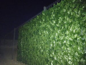 SucceBuy Sichtschutzzaun aus Efeu 1,5 x 3 m künstlicher Wandbildschirm  Heckenrebenblatt-Dekoration für Außen-Gärten Höfe und Balkone Kunden-Foto 1