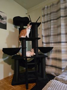 tectake® Kratzbaum Gismo 195 cm inklusive Treppe, 4 Spielbällen und Kippschutz Kunden-Foto 8