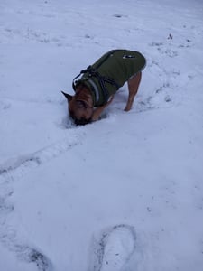 TRESKO® giacca per cani rossa / taglia L invernale con catarifrangenti incl. 15 sacchetti per la cacca + dispenser | mackintosh per cani impermeabile | cappotto per cani incl. pettorina | gilet invernale per cani foderato Foto del cliente 1