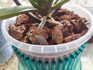 Orchideenerde (10 l) | Erden von COMPO Kunden-Foto 1