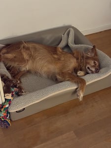 SABRO KUDDE Orthopädisches Hundebett – Hochwertiges Kunstleder – Waschbar & Wasserabweisend – Ergonomisch – Premium Haustierzubehör Kunden-Foto 1