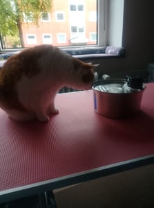 Trinkbrunnen für Katze Kabellos, Haustier Wasserspender, Katzenbrunnen, 3.2L Edelstahl Wasserbrunnen, Automatisch Leise, BPA Frei Kunden-Foto 1