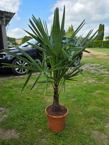 Trachycarpus fortunei Hanfpalme bis 160 cm Höhe Freilandzucht. Frosthart bis -18 Kunden-Foto 4