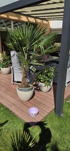 Palme XL 120-150 cm Trachycarpus fortunei, Hanfpalme, winterhart bis -18°C Kunden-Foto 1
