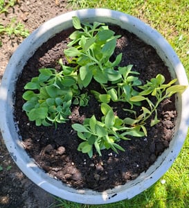 BALDUR Garten Winterharte Alstromeria-Kollektion 'Incalys®', 3 Pflanzen, Neuzüchtung, winterhart bis -8°C, blühender Blickfang von Mai bis Oktober, Lieferung im 12 cm XL Topf Kunden-Foto 4