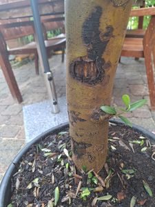 Olivenbaum Olive "20 Jahre" beste Qualität, Stammumfang 20 - 30 cm, winterhart, Olea Europaea Kunden-Foto 20