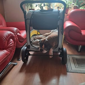 WISFOR Hundebuggy Faltbar, XL Hundewagen für mittelgroße und große Hunde bis 65kg,  Hundeanhänger Hundetasche mit verstellbar Griff Kunden-Foto 1