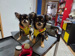 Ruffwear Flagline Geschirr, Farbe:Lichen Green, Größe:S Kunden-Foto 1