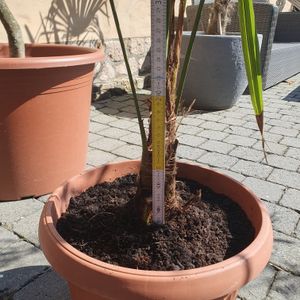 Trachycarpus fortunei Hanfpalme bis 160 cm Höhe Freilandzucht. Frosthart bis -18 Kunden-Foto 6