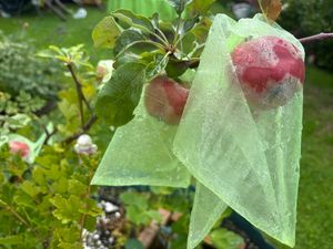 100 Stück Obstschutzbeutel, Obstnetzbeutel Mit Kordelzug, Garten-Obstabdeckung, Netzbeutel Zum Schutz Von Pflanzen (17 x 23 cm) Kunden-Foto 1
