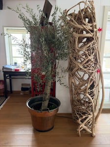 XXL olivovník, věk 25–30 let, odrůda Olea Europaea, vysoký kmen, výška 160–200 cm, tvarovaný keř, obvod kmene cca 20 cm. Středozemní olivovník Fotografie od zákazníka č. 1