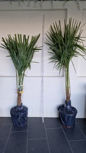 XXL winterharte Palme Hanfpalme 160-220 cm -18 °C Trachycarpus Fortunei Kunden-Foto 25