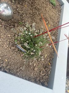 TolleTour Rasenkante Beetumrandung Beeteinfassung Rasenband Mähkante 2mm Pflasterstein Grau 2500*10*0.2cm Kunden-Foto 1