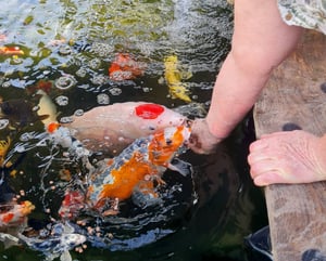 2 confezioni da 10 litri (7,4 kg) di mangime per pesci Lyra Pond® Pond Allround Koi Mix Foto del cliente 1