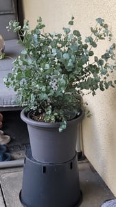 2x XXL Eucalyptus Busch Eukalyptusbaum 40 - 60 cm, Pflanze winterhart Kunden-Foto 3