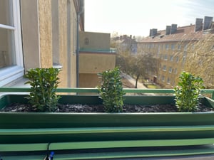 1 plante buis 20-25 cm arbuste Buxus sempervirens Photo du client 3