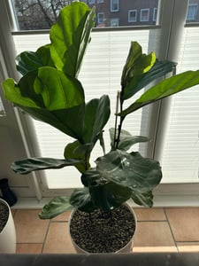 [Palmenlager] - XXL Ficus lyrata 3er Tuff - 150 cm - Geigenfeige // große Blätter //Zimmerpflanze Kunden-Foto 1