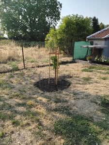 Prunus armeniaca - Mini morela - Morela karłowata - Doniczka 5 litrów -70cm Zdjęcie produktu od klienta nr 1