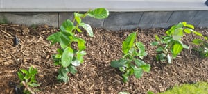 Prunus laurocerasus 'Novita', Kirschlorbeer, immergrün, 80–100 cm Kunden-Foto 5