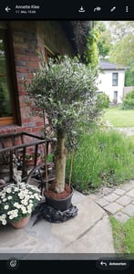 Sunny Tree - Olivenbaum - Olea Europaea in Strauchform - Höhe ca. 80-100 cm inkl. Topf. -  Winterhart bis -18 - Immergrün Kunden-Foto 15