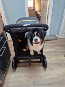 PawHut Hundebuggy Hundewagen Faltbarer Haustier Buggy bis 40 kg, Oxford, Grau Kunden-Foto 7