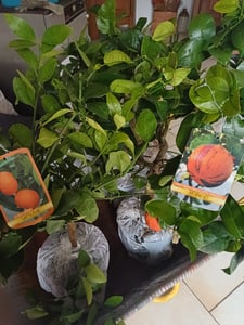 Satsuma Mandarine Citrus unshiu – winterharter Mandarinenbaum 70–100 cm inkl. Topf – Kübelpflanze, essbare Früchte Kunden-Foto 5