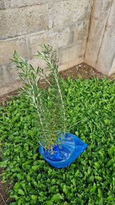 XXL Rosmarino (Salvia rosmarinus / Rosmarinus officinalis) – Pianta aromatica mediterranea, con un'altezza totale di 40-60 cm Foto del cliente 2