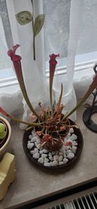 Roślina mięsożerna (Sarracenia) - odmiana zaskakująca - doniczka 9 cm Zdjęcie produktu od klienta nr 1