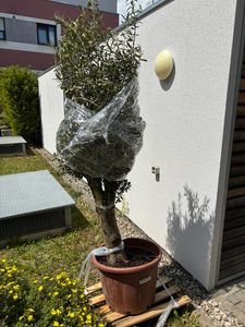 winterharter XXL Olivenbaum  50 Jahre, extra dicke Stämme, winterhart Kunden-Foto 1