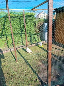 Kalkgrit fein Vogelgrit Grit Hühner Legehennen Geflügelkalk Futterkalk Hühnerkalk 25 kg Sack Kunden-Foto 1