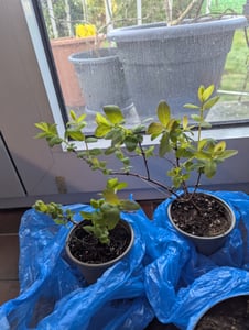 Sibirische Blaubeere - Honigbeere - Lonicera caerulea kamtschatica 30 cm Kunden-Foto 3