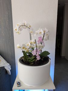 HEOS DLHEN470 runder Blumentopf mit Einsatz | Anthrazit Kunden-Foto 3