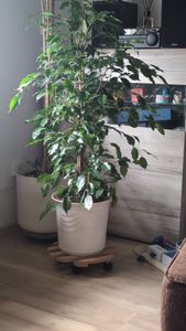[Palmenlager] - XL Ficus benjamini "Exotica" 160 cm // Zimmerpflanze Kunden-Foto 1