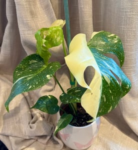 Monstera Deliciosa Variegata, wysokość 40-50 cm | Rzadka, pstrokatowa roślina doniczkowa | Rzadkość | Egzotyczna roślina z rodziny aroniowatych Zdjęcie produktu od klienta nr 4