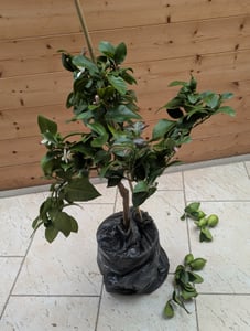 Grünwaren: echter Zitronenbaum 70 - 100 cm Zitrone Citrus Limon Zitruspflanze Kunden-Foto 6