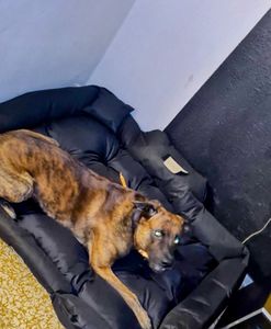 Hundebett weiterzuempfehlen 