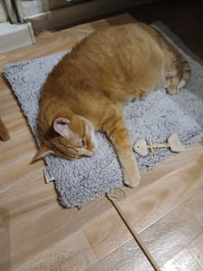 Selbstheizende Decke für Katzen & Hunde 60x45cm - Weich & kuschelige Katzendecke - Geräuschdämpfung - Waschbarer Bezug - Mit Rutschfester Unterseite Kunden-Foto 1