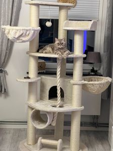HAPPYPET Großer Kratzbaum Stabil 'Parker' 171 cm - 11 cm Stämme, Große Liegemulden, Kratzrolle, Kletterbaum XXL Katzenbaum für Katzen, Grau Kunden-Foto 10