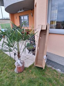 Trachycarpus Fortunei Hybrid Hanfpalme 130-160cm aus Freilandzucht Frosthart  bis -18 Grad Kunden-Foto 1