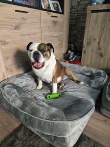 Juskys Hundebett Sheena L orthopädisch, waschbar & rutschfest – 98 x 70 x 17 cm – Hundesofa flauschig mittelgroße Hunde Grau – Haustierbett Hundesofa Kunden-Foto 3