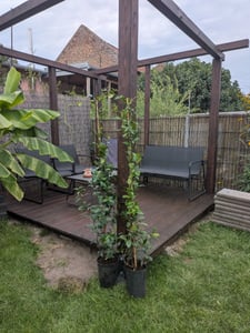 Sunny Tree - Toskanischer Jasmin - Kletterpflanze - 2 pcs - Außenpflanze - Widerstandsfähig bis -18 - Trachelospermum Jasminoides - 160 cm Kunden-Foto 1