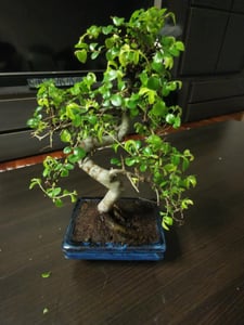 Bonsai Baum mit Keramik Blumentopf - Ligustrum, Ficus, Carmona, Podocarpus, Chinese elm - ca. 6-9 Jahre (15 cm Schale ca. 6 Jahre, Chinese elm P15 S) Kunden-Foto 1